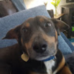 Meet your Posher, Steve